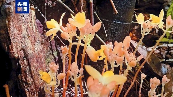 立盟策略 植物也可以这么萌 广西发现22株聚生矮小肉果兰