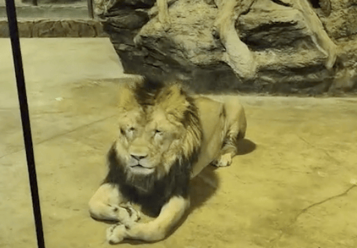 华泰配资 一商场开设室内动物园，狮子被关玻璃橱窗？当地林草局将调查