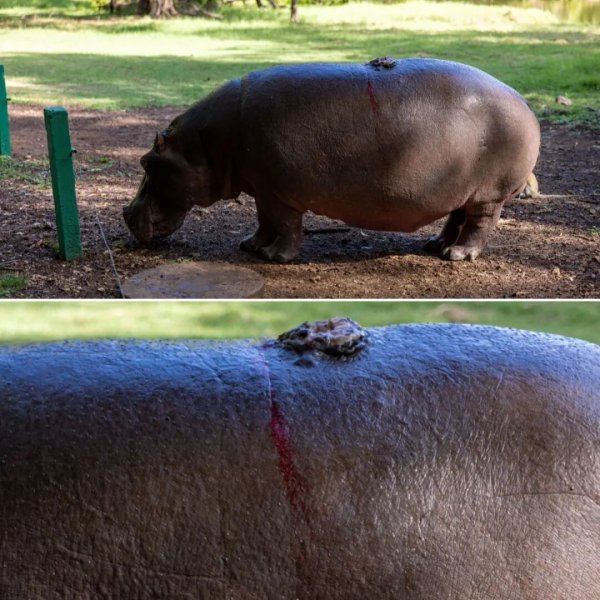 蔚莱策略 最新报告：鸵鸟被游客骑到骨折，龟类与游客合影却四肢受伤！